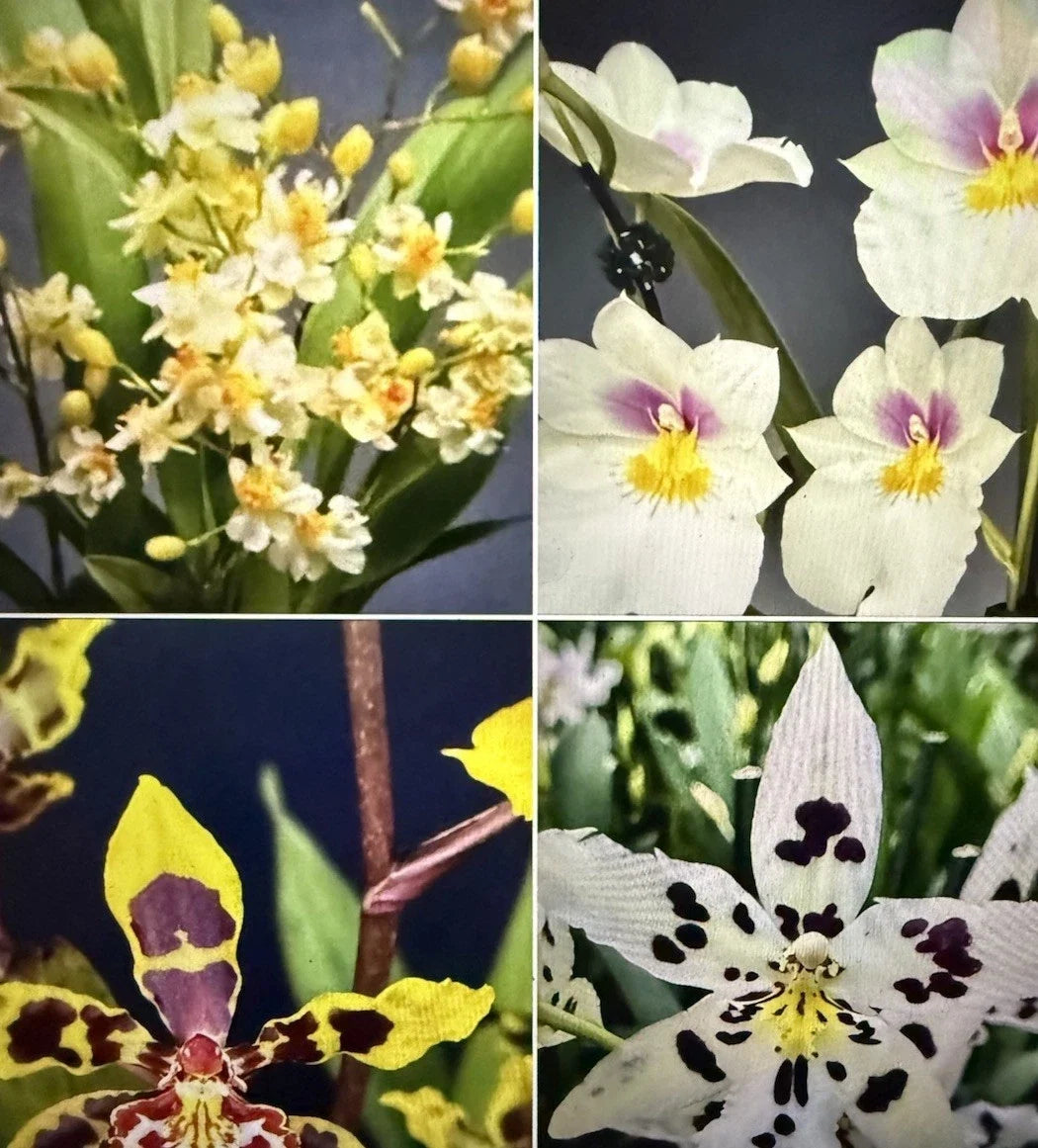 Orchid Plant Bulbs - 8 Bare Root Bulbs - Oncidium & Miltonia Mix - Oncidium spp. & Miltonia spp. for Home or Garden