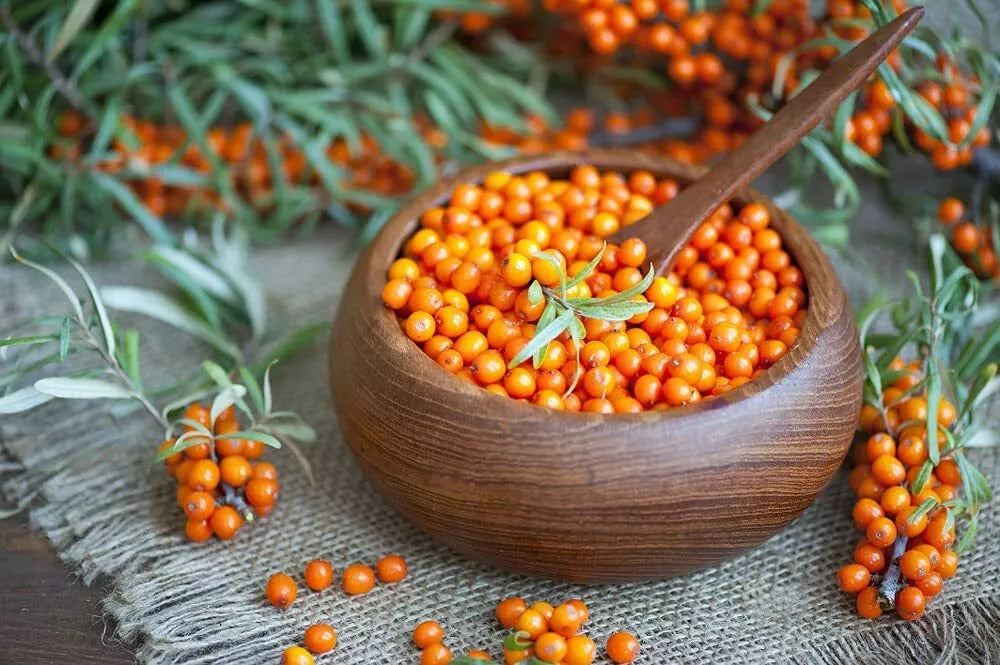 Seaberry Bush Seeds 100 Pack - Edible Variety Hippophae rhamnoides - Nutrient-Rich Berries for Home Garden