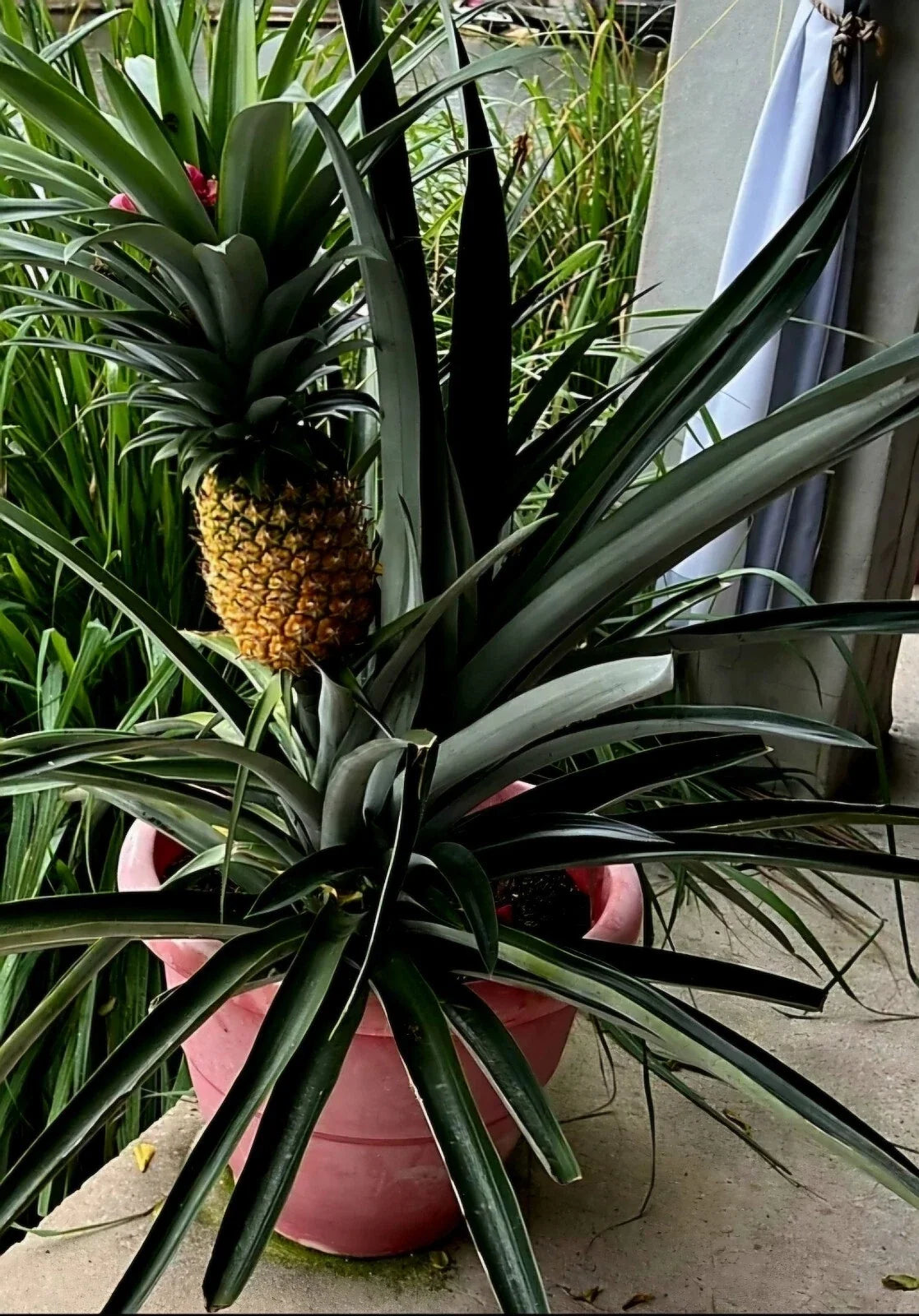 Sweet Pineapple Seeds 5 Pack, Tropical Fruit Seeds, Ananas comosus, Home Gardening, Easy to Grow