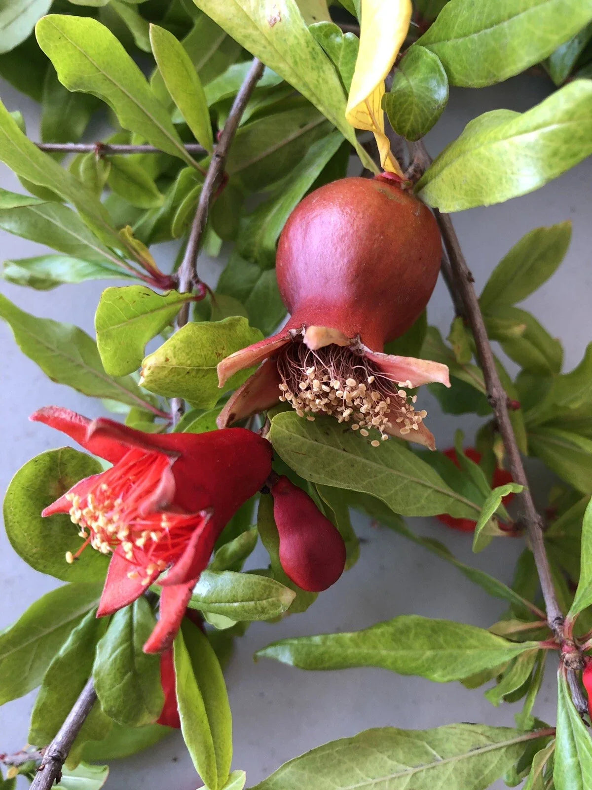 Pomegranate Cuttings 100 Pieces Wonderful Variety Punica granatum Ideal for Propagation with Free US Shipping