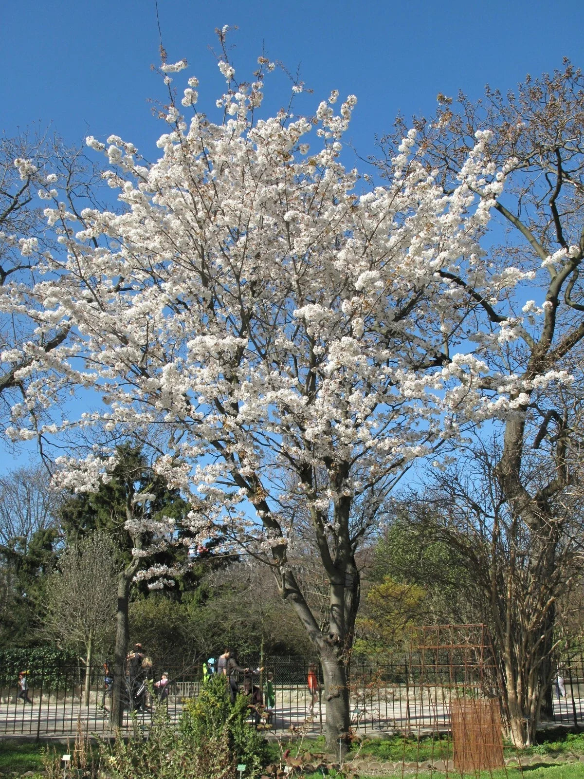Japanese Flowering Cherry Seeds, 10 Pack, Pink Blooms, Prunus serrulata - Ornamental Tree for Beautiful Gardens