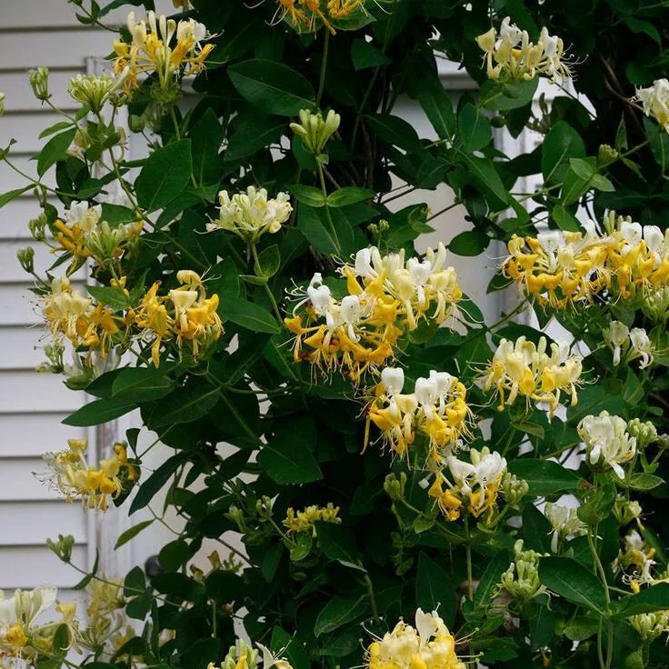 Japanese Honeysuckle Seeds - 20 Pack - Lonicera japonica - Fragrant Climbing Vine - USA Seller