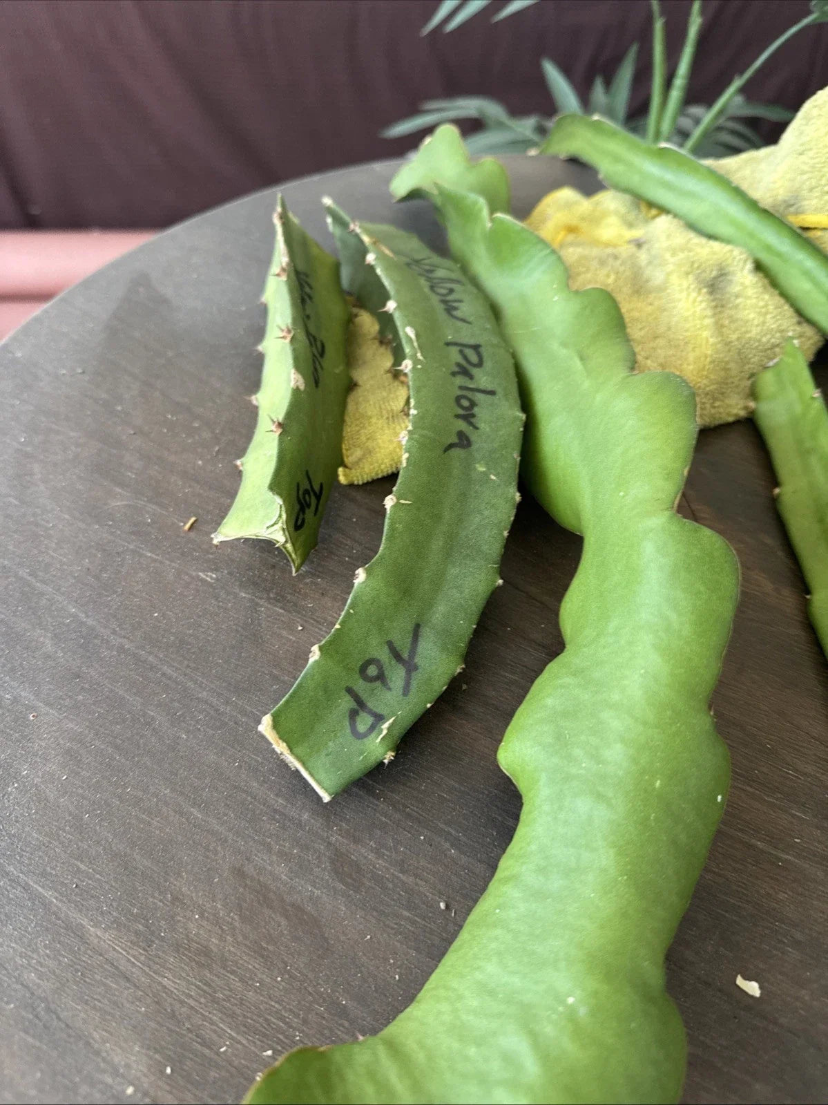 Organic Dragon Fruit Cuttings 4 Pack - Hylocereus Undatus Edible Cactus for Home Gardening - 8-12 Inches Long