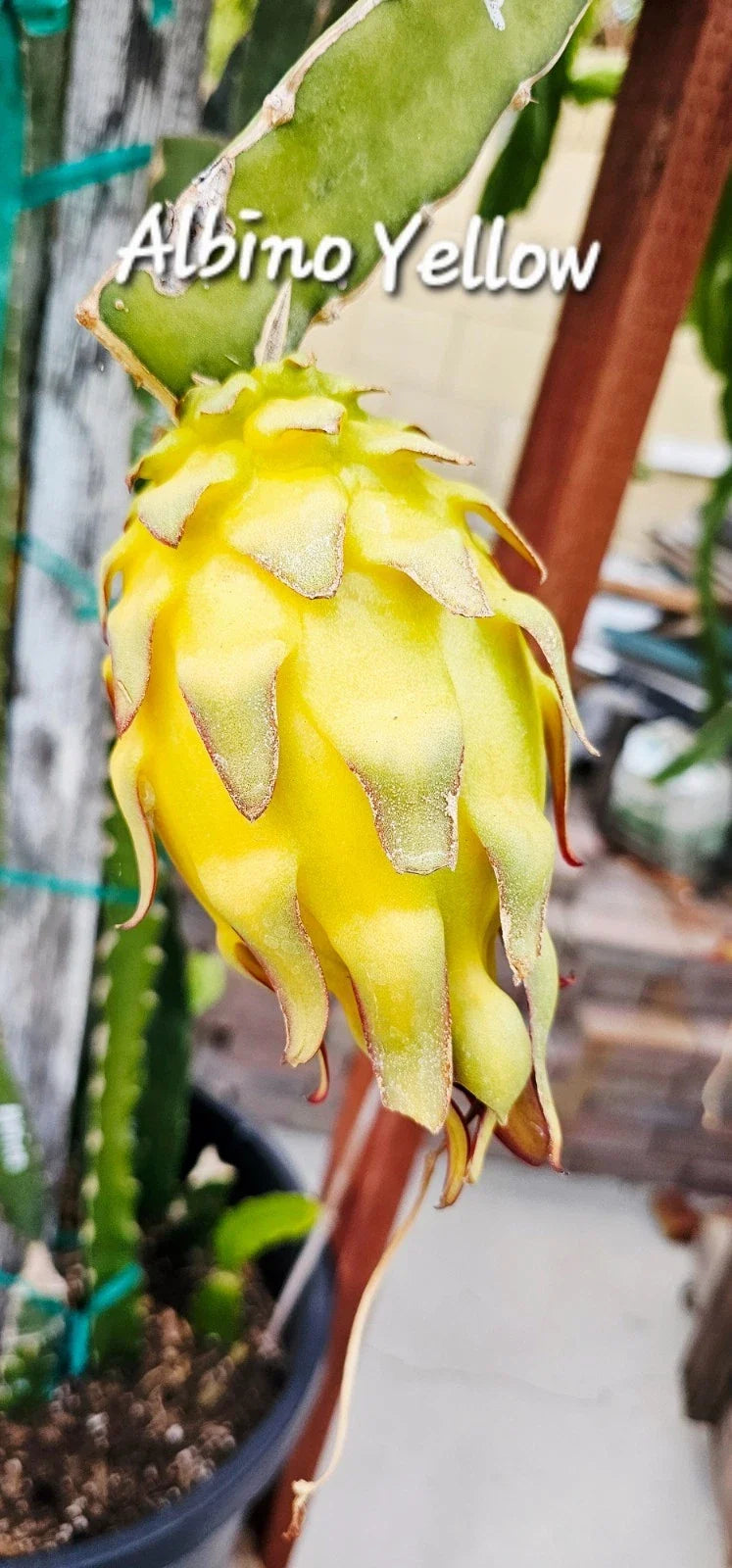 Albino Yellow Dragonfruit Cutting - Rooted 12-16 Inch Plant - Hylocereus megalanthus - Exotic Cactus for Gardening