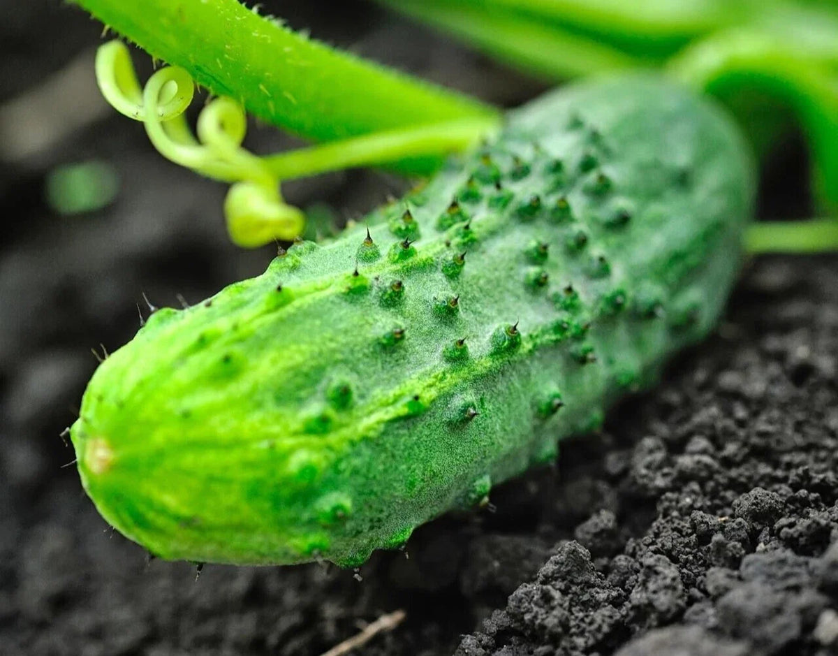Premium National Pickling Cucumber Seeds - 20 Fresh Seeds - Cucumis sativus - Ideal for Home Gardening and Pickling