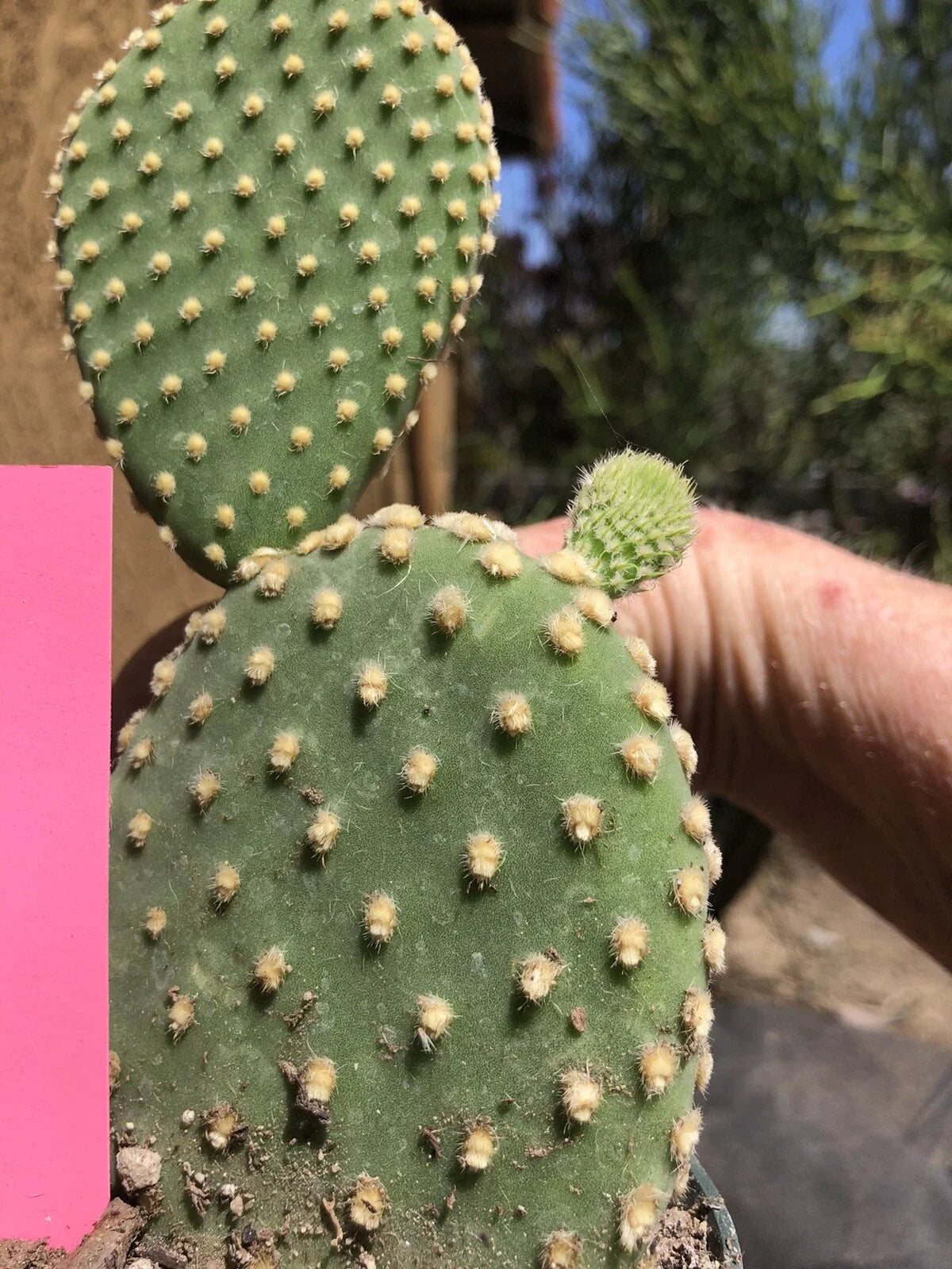 Bunny Ears Cactus 6" Off White Opuntia Microdasys Potted Plant - Unique Indoor Succulent for Home Decor