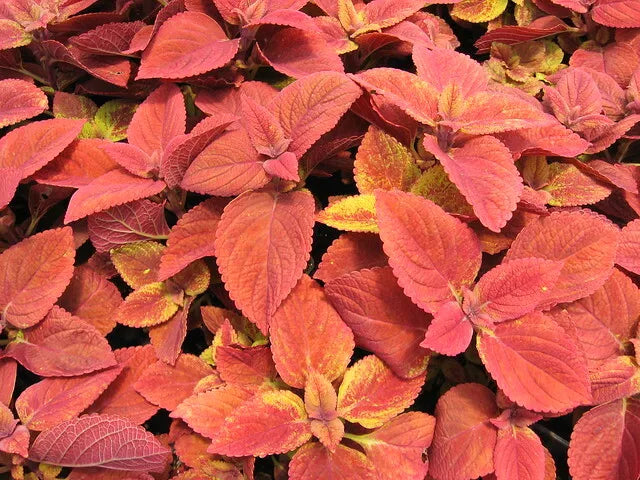 Coleus Seeds - 40 Pack - Wizard Sunset Variety - Vibrant Colorful Foliage - Coleus blumei - Ideal for Gardens & Containers
