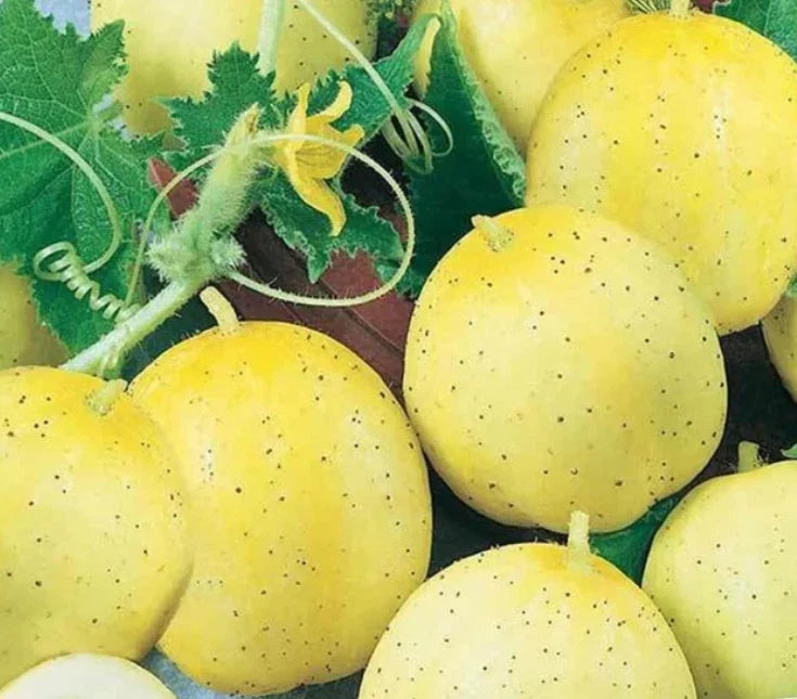 Cucumber Seeds 100 Count Lemon Sweet Yellow Non-GMO Cucumis sativus for Home Garden, Salads, and Pickling