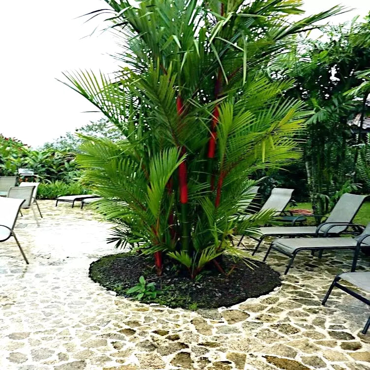 10 Red Sealing Wax Palm Seeds - Cyrtostachys renda - Tropical Indoor House Plant Seeds for Unique Decor