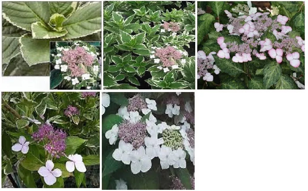 Hydrangea Cuttings 4-6" Ice Pink Purple White Flowers Variegated Foliage Hydrangea spp. - 5+2 Free Fresh Cuttings