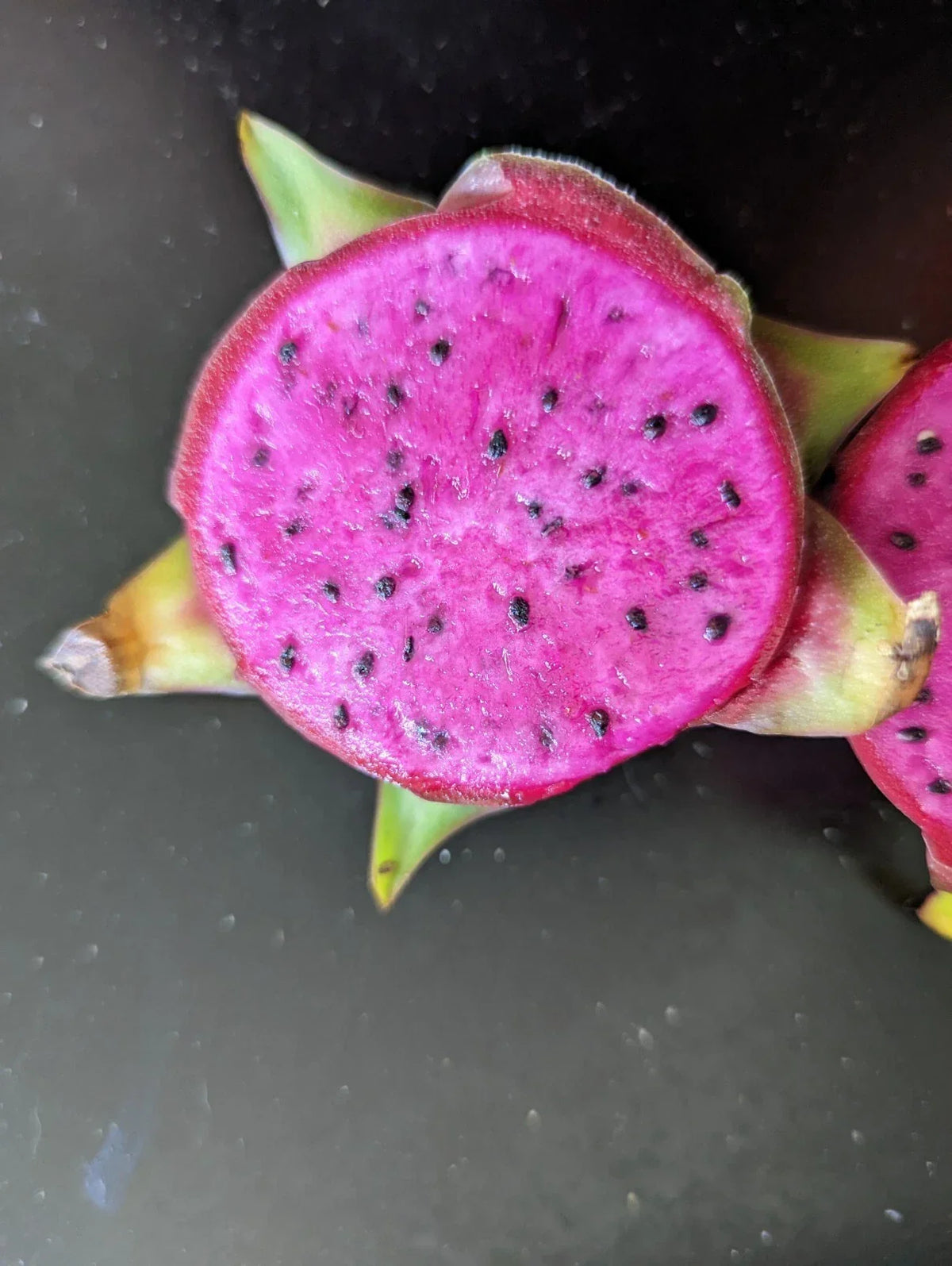 Dragon Fruit Cutting 6+ inches Purple Haze Organic Pitaya (Hylocereus undatus) - Exotic, Sweet, Easy to Grow Cactus Plant