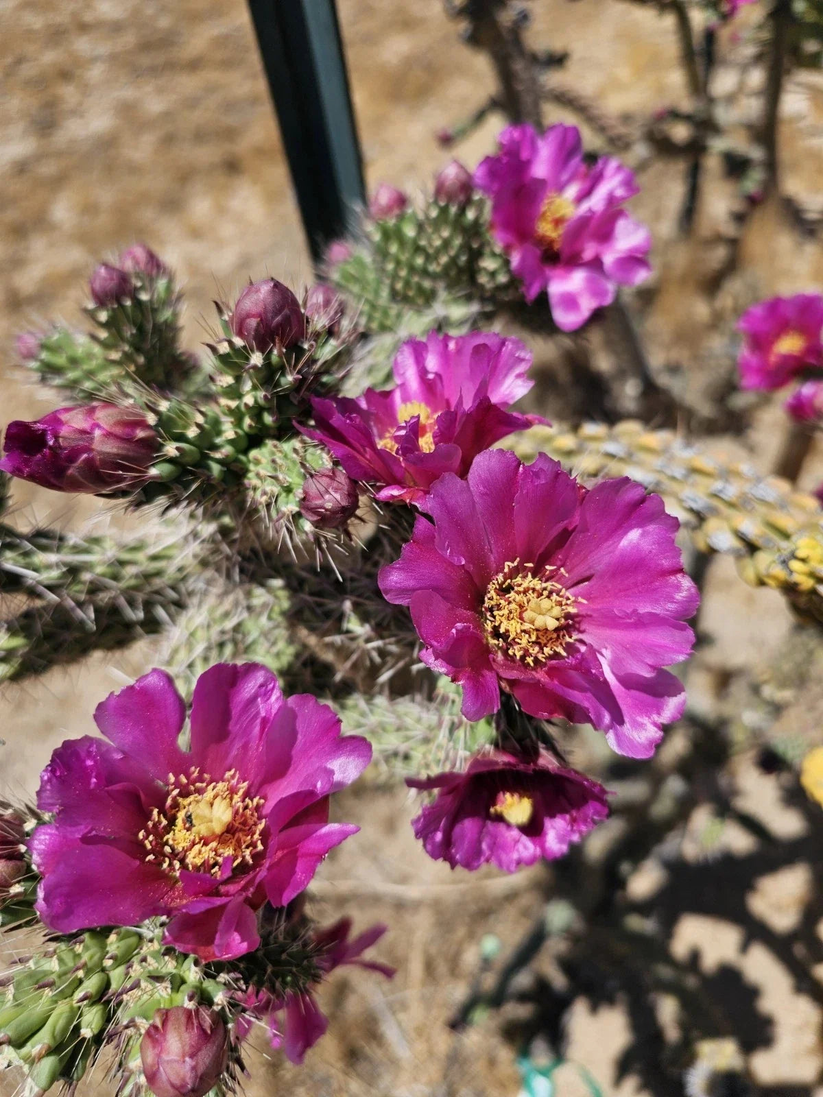 Tree Cholla Cactus Cuttings, 3 Pack, 4-6” Long, Drought Tolerant Succulent, Cylindropuntia Imbricata