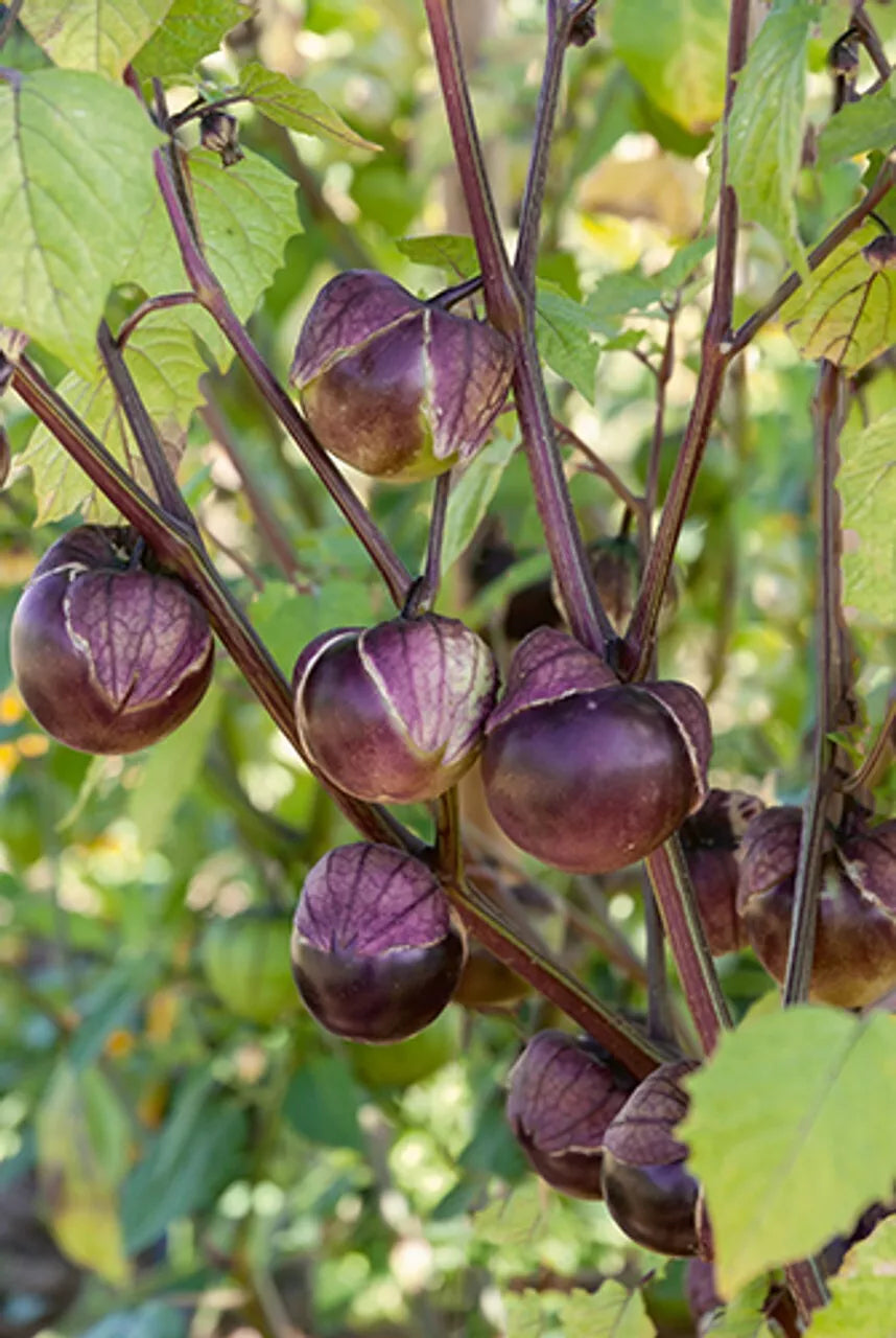 Deep Purple Tomatillo Seeds 50 Ct, Non-GMO, Physalis ixocarpa, Purple Variety, USA Grown for Salsas and Sauces