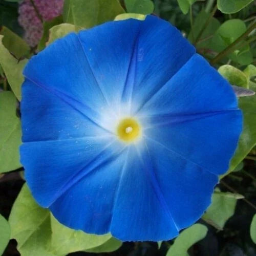 Heavenly Blue Morning Glory Seeds | Packet of 25 | Blue Flowers | Ipomoea Tricolor | Non-GMO, Easy to Grow Garden Plant