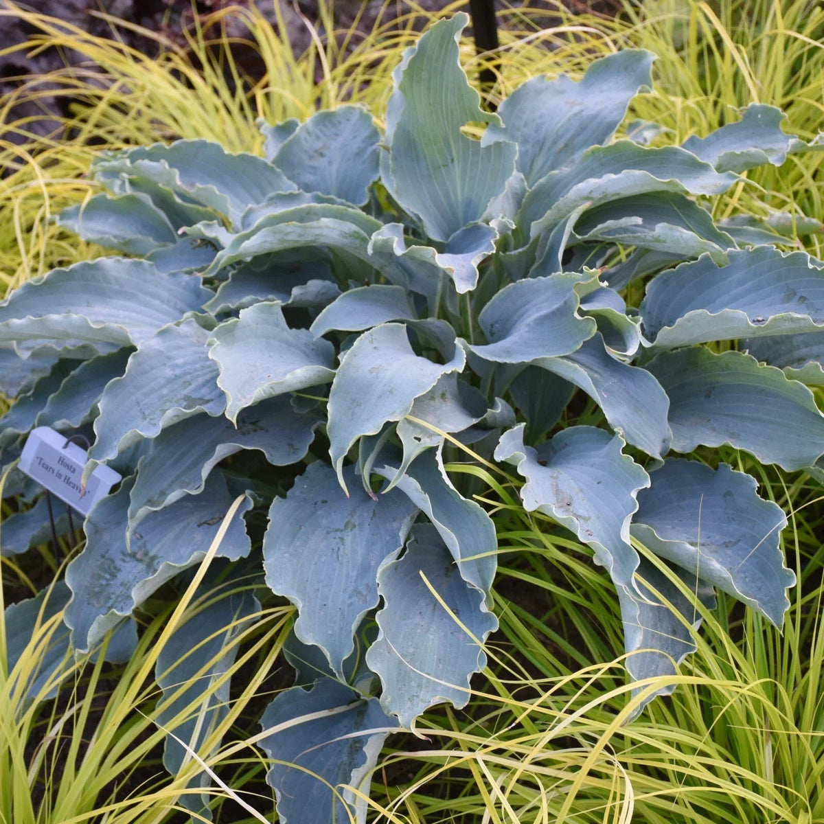 Hosta Tears in Heaven Perennial Plant - Blue Weeping Variety in 5.25" Pot - Shade Garden Favorite - Hosta spp.