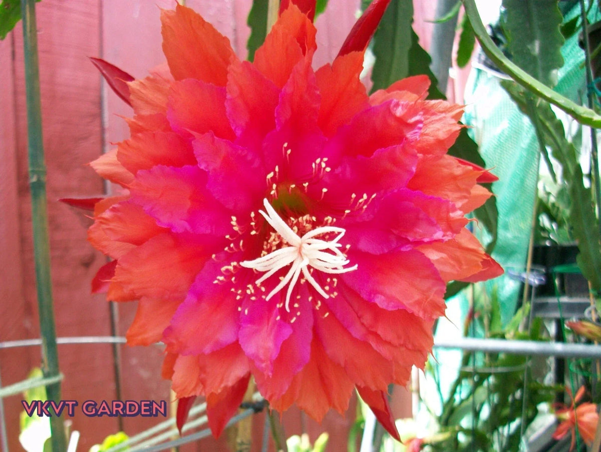 Epiphyllum Orchid Cactus Cutting "PRICELESS" Rare Variety - Epiphyllum Oxypetalum - Unique Houseplant for Propagation