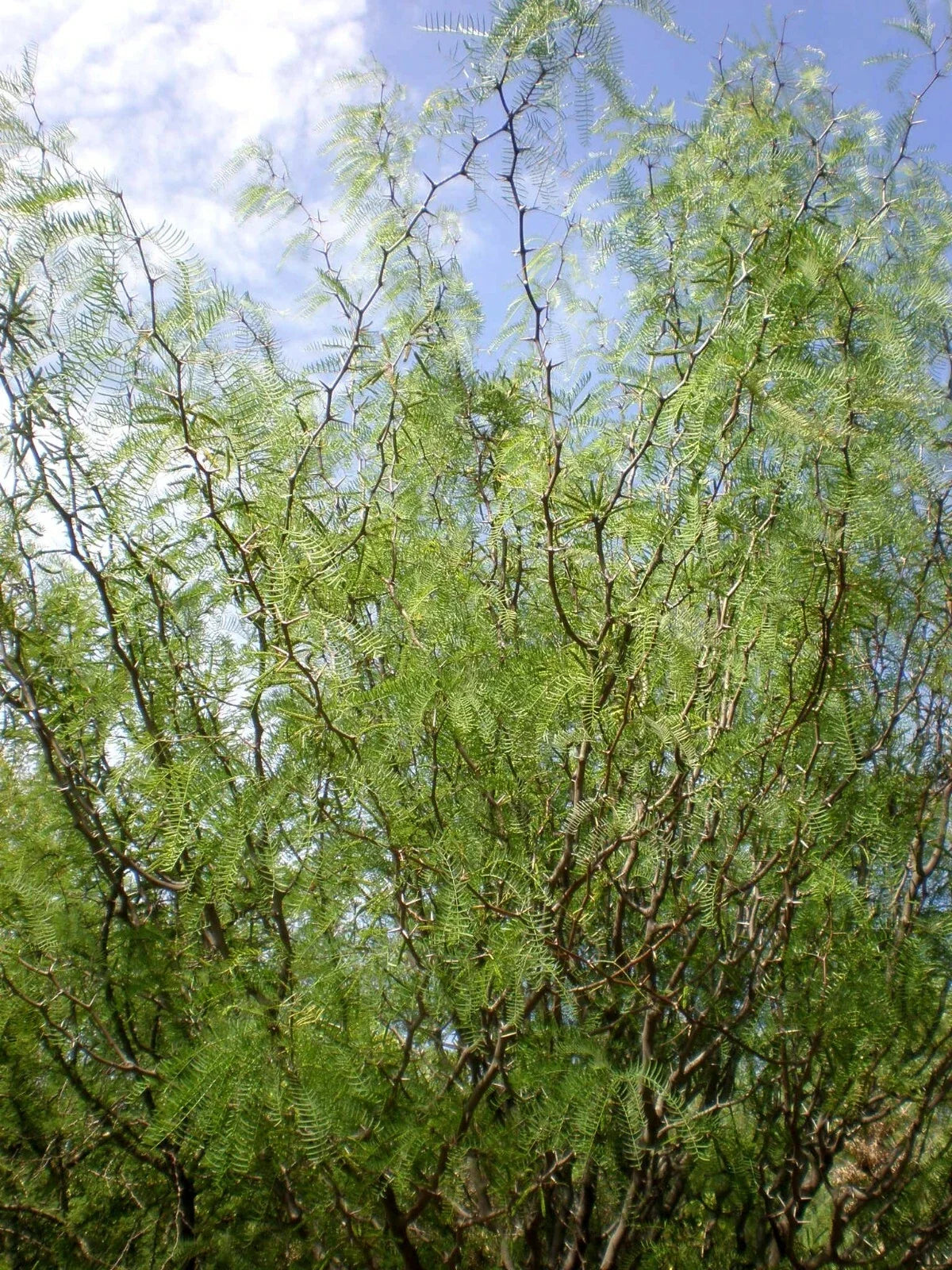Chilean Mesquite Seeds, 5 Count, Drought-Tolerant Tree, Prosopis chilensis, Ideal for Landscaping and Erosion Control