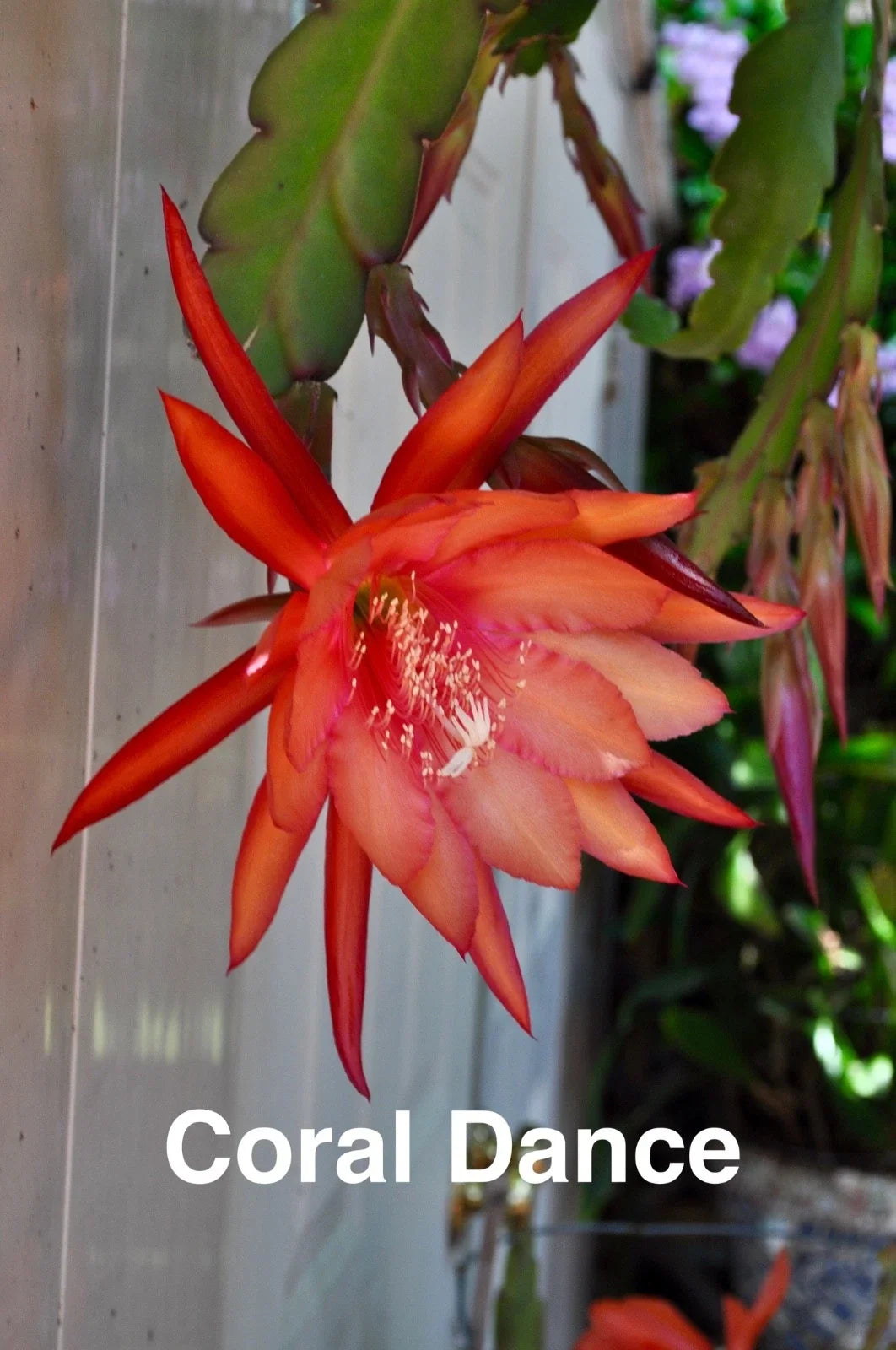 Epiphyllum Orchid Cactus Cuttings, 3 Rooted Coral Dancer with New Growth, Epiphyllum spp. - Perfect Indoor Succulent Plant