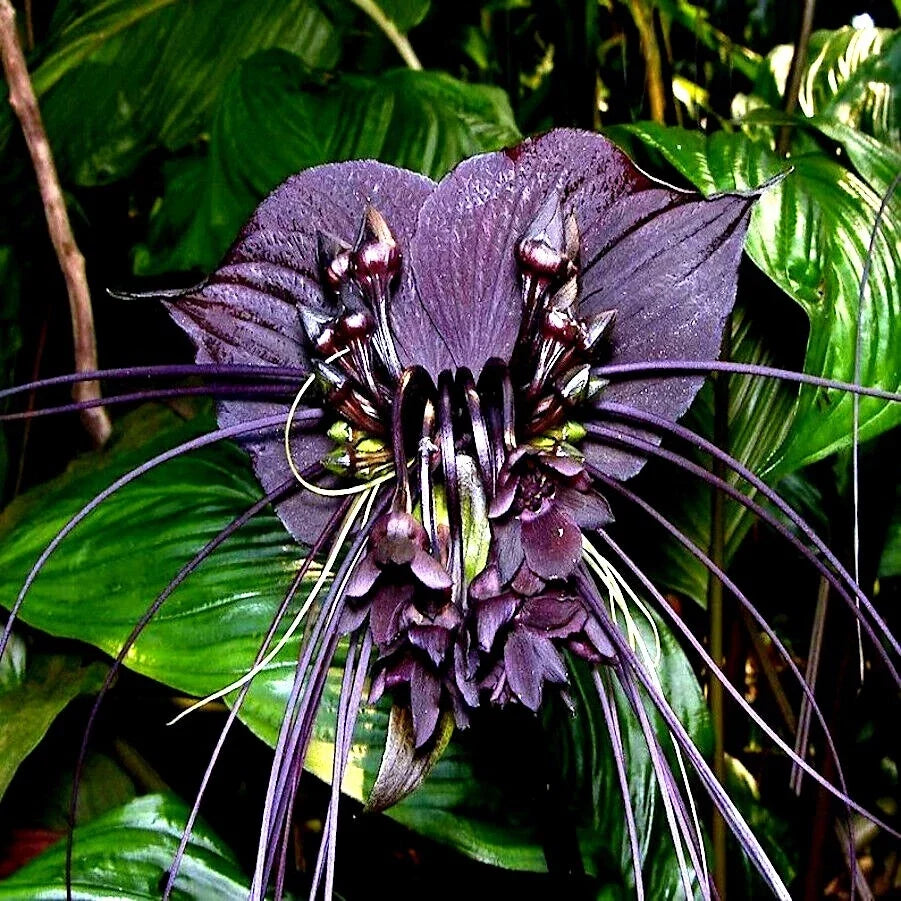 Black Bat Orchid Seeds | Rare Tacca chantrieri | Exotic Tropical Houseplant Seeds for Garden