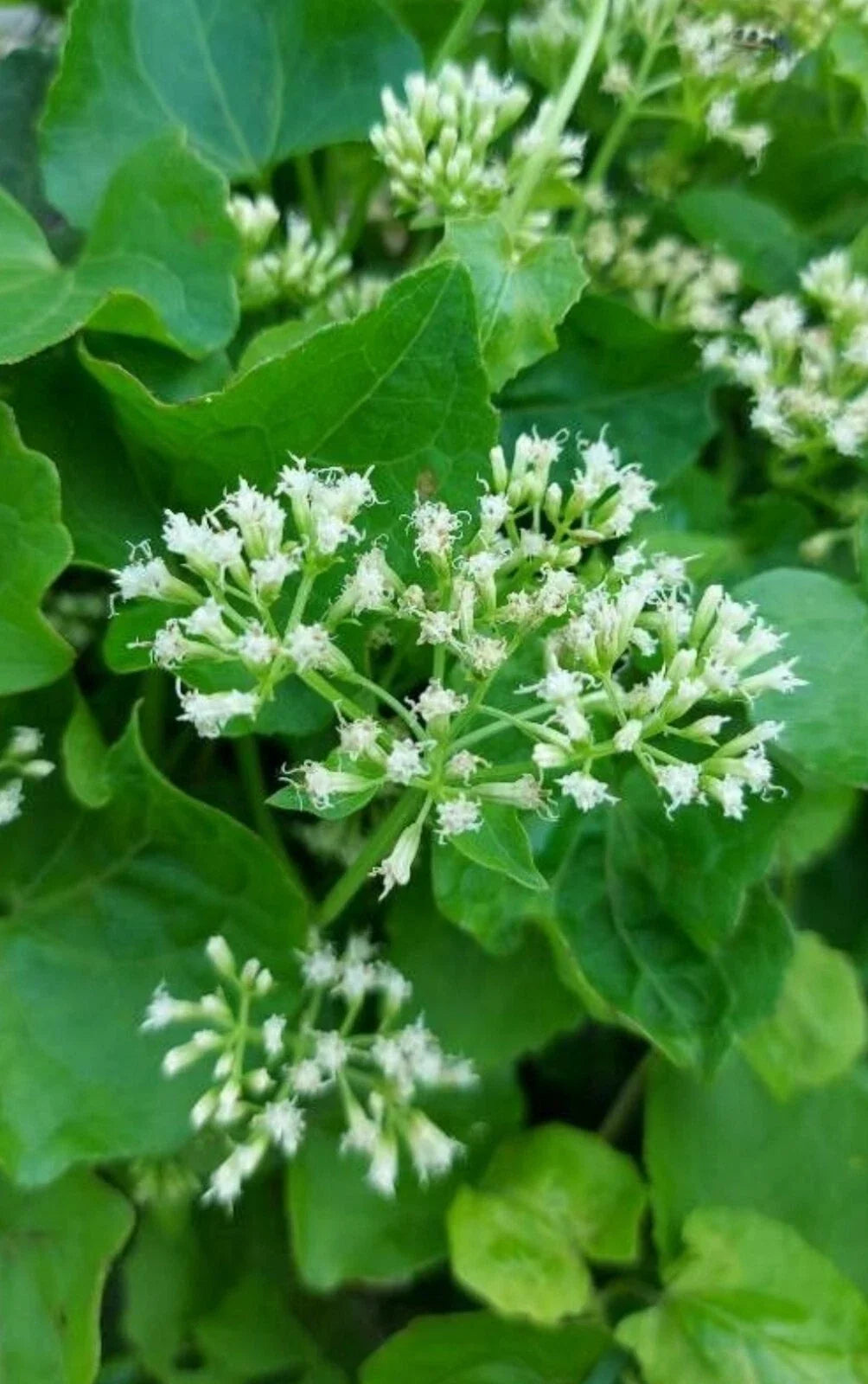 Climbing Hempvine Seeds 100+ Pack, Mikania scandens, Aromatic Vine for Gardens and Vertical Spaces