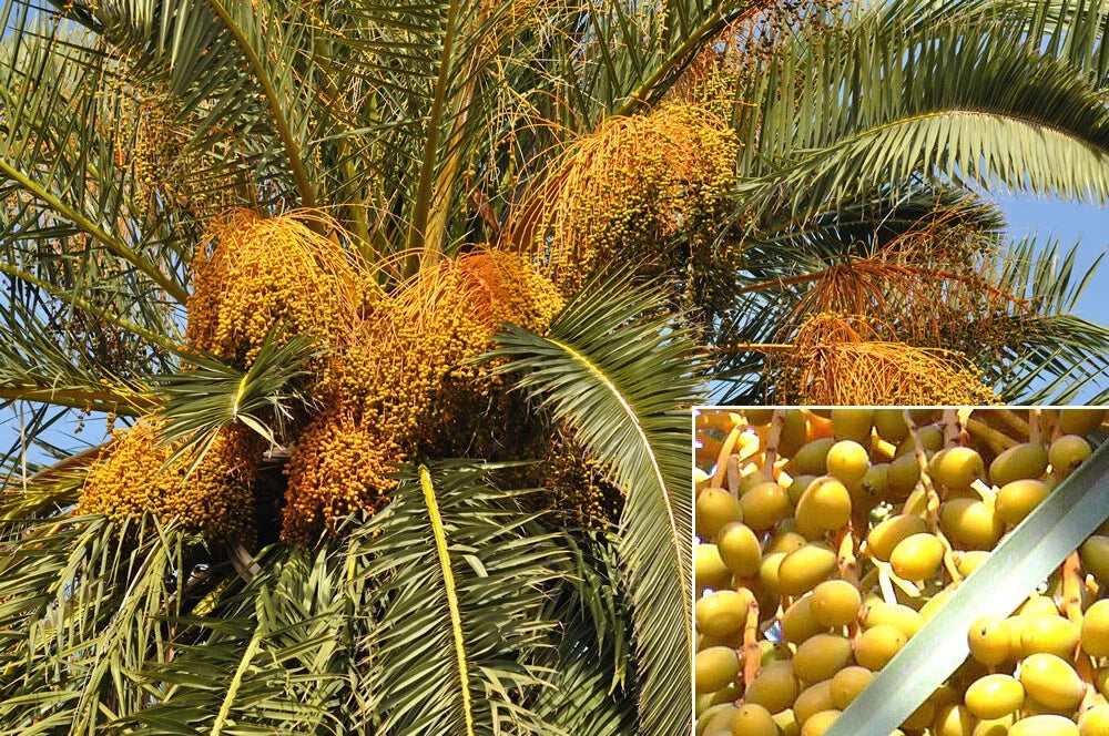 Canary Island Date Palm Seeds, 15 Count, Phoenix canariensis, Pineapple Palm Tree Seeds for Tropical Gardens