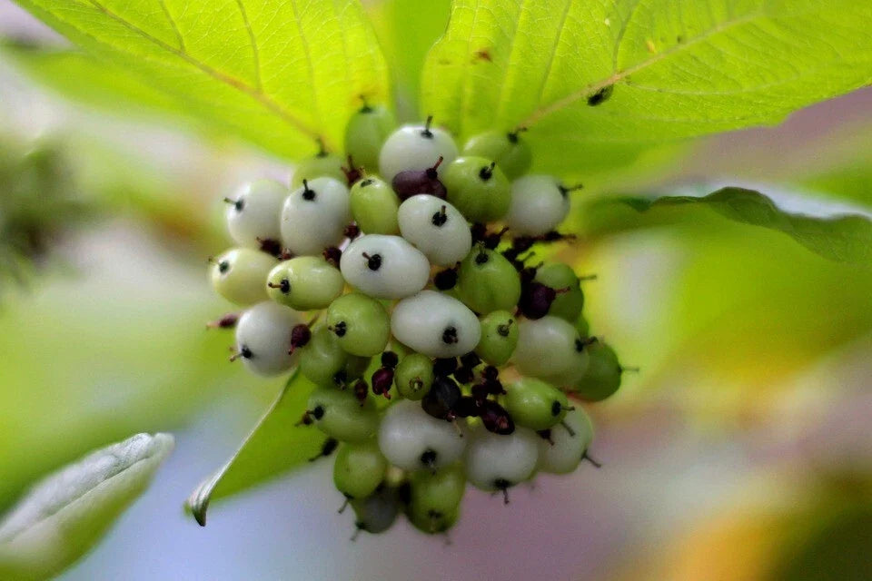 Tatarian Dogwood Seeds - 20 Pack - Cornus alba - Hardy Shrub for Landscaping & Wildlife Gardens