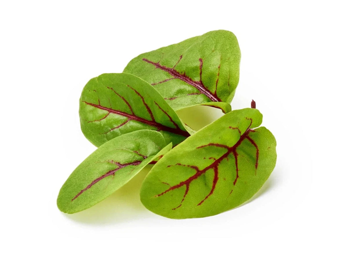 Red Veined Sorrel Seeds - 100 Seeds - Colorful Salad Greens - Rumex sanguineus - Non-GMO, Fast Growing, Easy to Grow