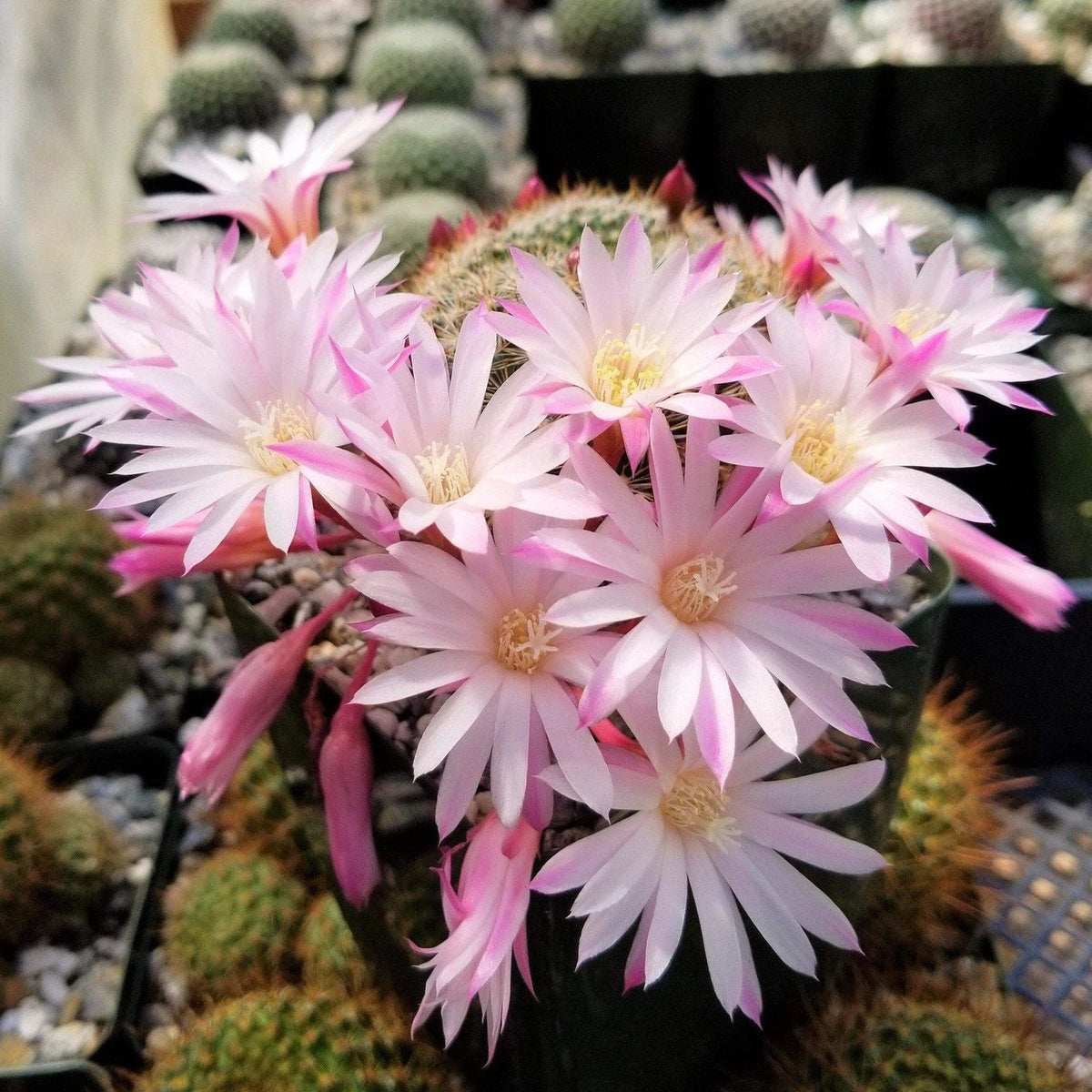 Rebutia Narvaecensis Cactus Plant | 4-Inch Live Succulent | Vibrant Blooms | Ideal for Indoor Gardening | Rebutia narvaecensis