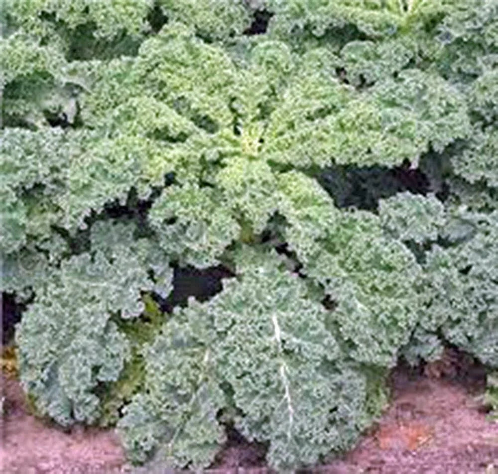 Kale Seeds - Dwarf Siberian Heirloom, Non-GMO, 100+ Seeds, Brassica oleracea var. sabellica, Healthy Greens for Home Gardens