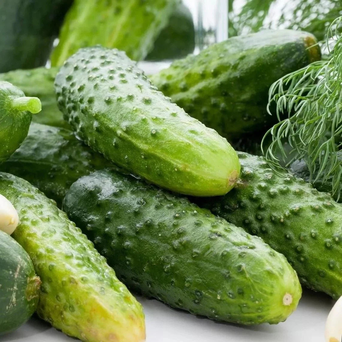 Boston Pickling Cucumber Seeds - 50+ Non-GMO Heirloom - Cucumis sativus - Perfect for Pickling and Home Gardening