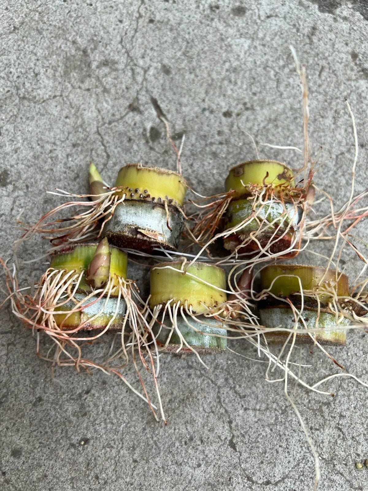 Rooted Sugarcane Cuttings - 5pcs Sweet Juicy - Saccharum officinarum - Easy to Plant for Home Gardens and Landscapes