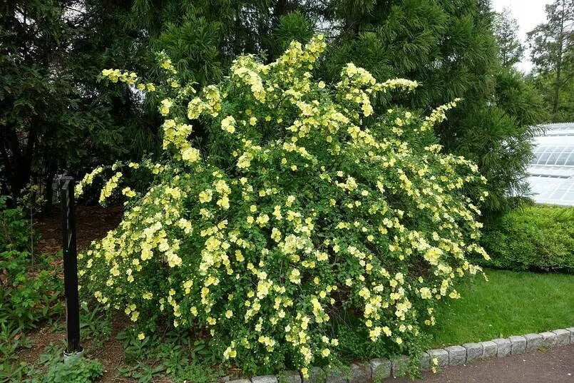 Yellow Manchu Rose Bush Seeds - 50 Seeds - Rosa xanthina - Hardy Perennial Flowering Plant for Vibrant Gardens