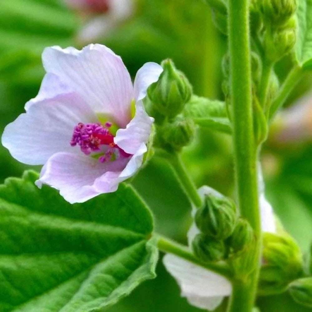 Marshmallow Seeds | Heirloom NON-GMO | Althaea officinalis | Fresh Garden Seeds for Culinary Use