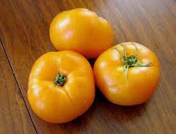 Jubilee Tomato Seeds 500 Count Non-GMO Heirloom Vegetable Seeds Solanum lycopersicum for Home Gardening