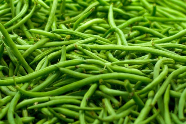 Strike Green Bean Seeds - Organic Non-GMO - Phaseolus vulgaris - Easy to Grow for Home Garden - High Germination Rate