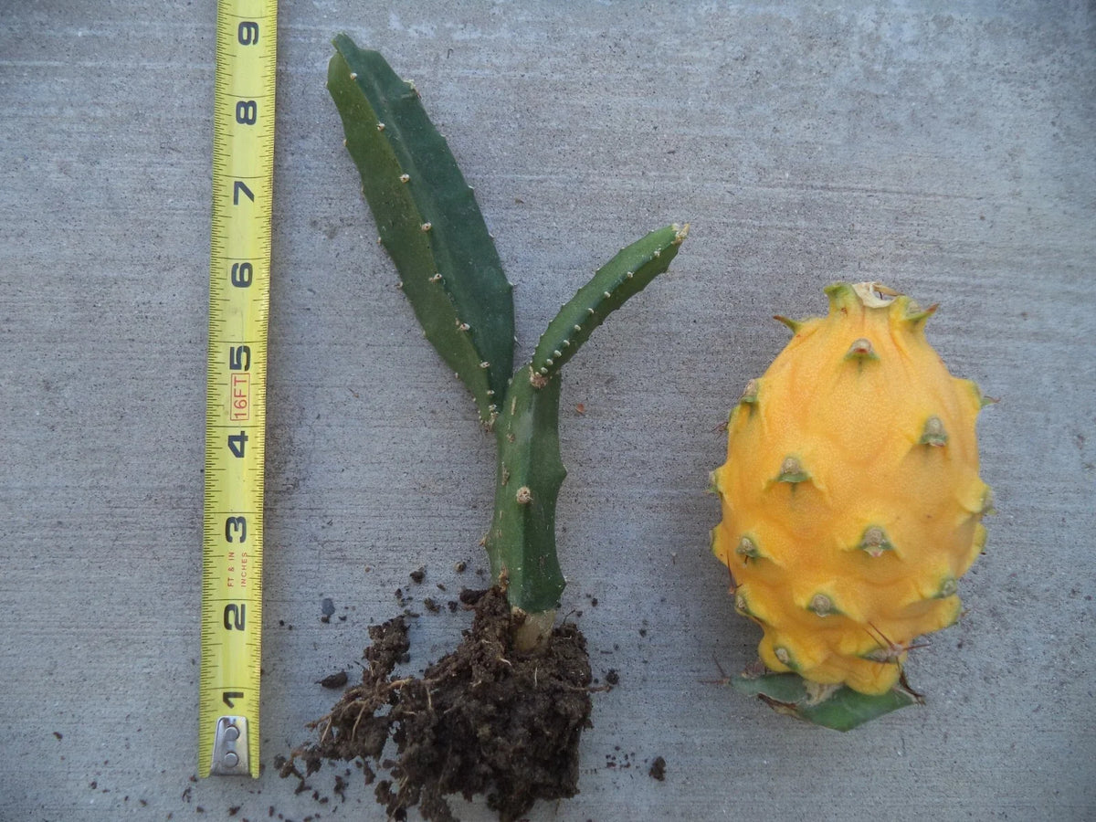 Rooted Yellow Dragon Fruit Plant 6"-8" H Hylocereus megalanthus - Vibrant Tropical Addition for Garden & Home