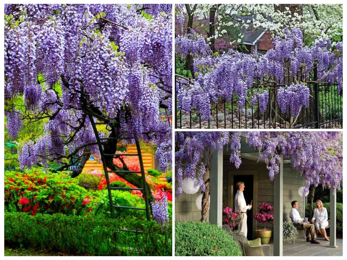 Chinese Wisteria Tree Seeds - 12+ Seeds - Fast Climbing Vine - Wisteria sinensis - Cold Hardy Flowering Plant