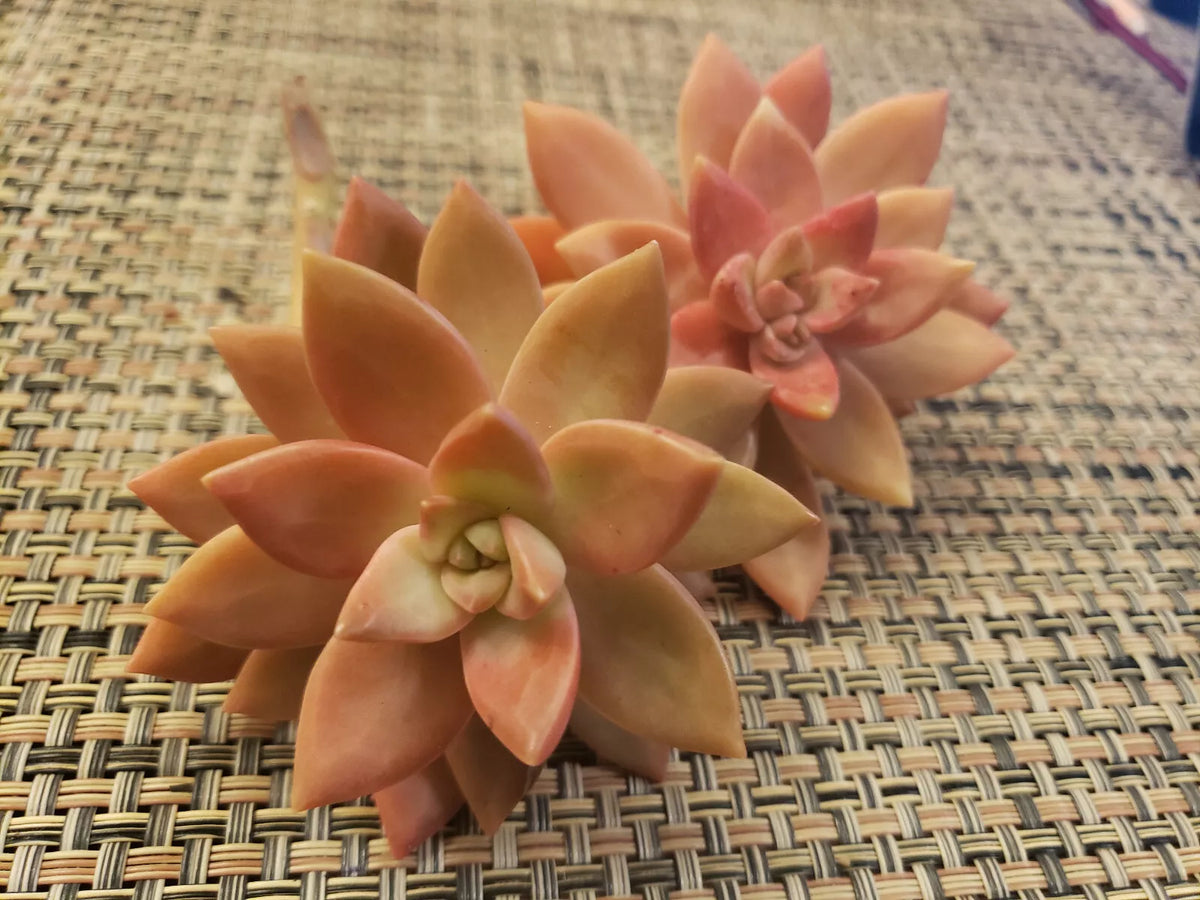 GraptoSedum California Sunset Unrooted Cuttings - 2" Diameter Succulent Plant - Vibrant Colors for Indoor/Outdoor Use