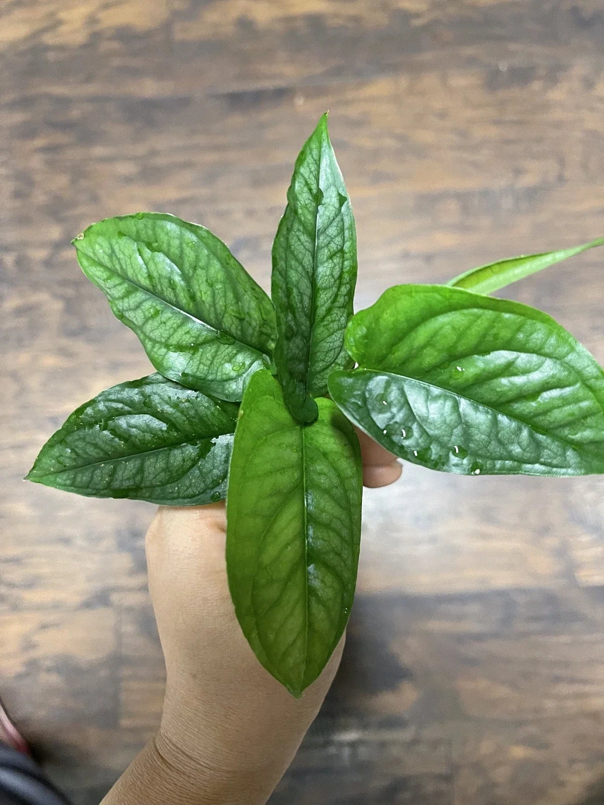 Monstera Siltepecana Cuttings (5) | Rare Tropical Indoor Plant Cuttings | Monstera siltepecana | Unique Leaf Patterns