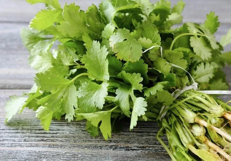 Cilantro Seeds 200 Count | Organic Heirloom Coriander Seeds | Non-GMO | Coriandrum sativum | USA Seller