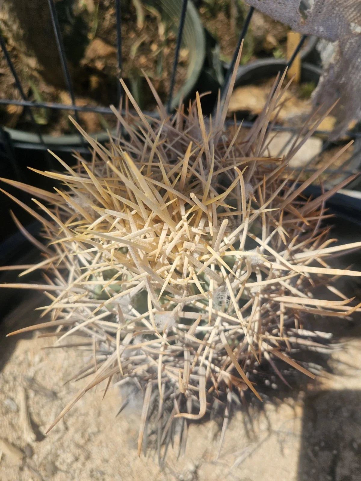 E. Xeranthemoides Cactus 6" Pot, Unique Succulent Houseplant, Echinopsis xeranthemoides, Easy Care Indoor/Outdoor Plant