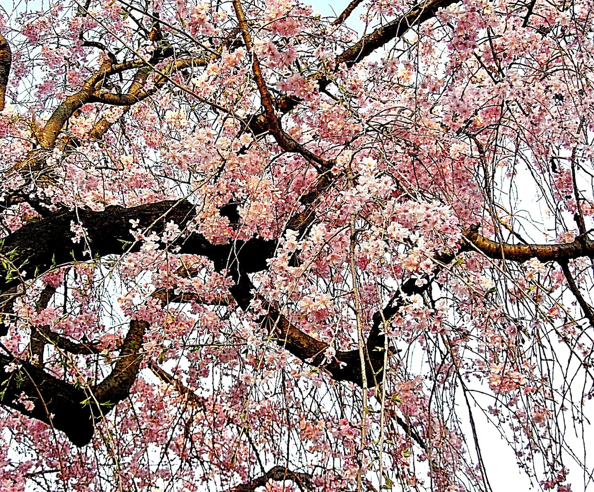 Japanese Cherry Blossom Tree Seeds - 20 Pack - Pink Flowering Sakura - Prunus serrulata Bonsai Seeds for Gardens & Planters