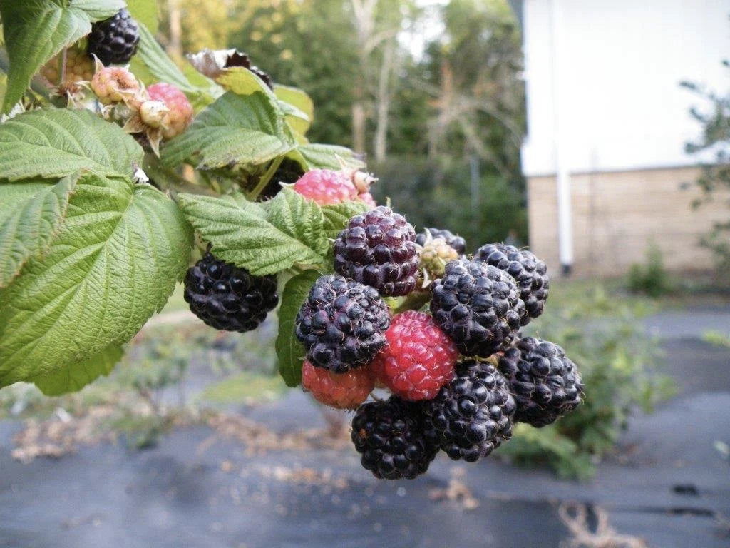 Everbearing Ohio Treasure Black Raspberry Plant - Non-Dormant Potted - Rubus occidentalis - Zones 3-8 - Sweet Berries