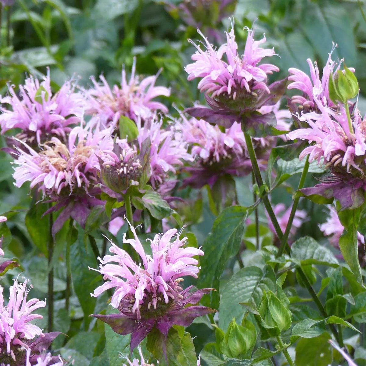 Wild Bergamot Seeds 500 Count - Monarda fistulosa - Attracts Butterflies & Bees - Perennial Flowering Herb Seeds