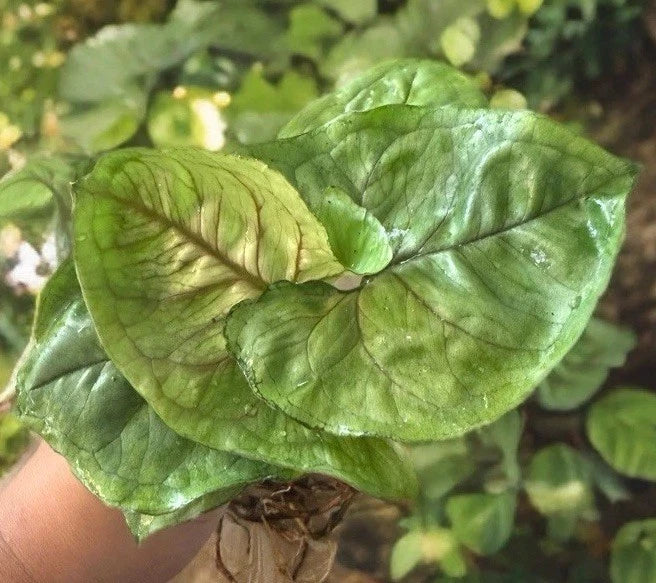 Syngonium Cutting, Fast Rooted, Berry Allusion, Syngonium podophyllum - Easy Indoor Houseplant, Colorful Variegated Leaves