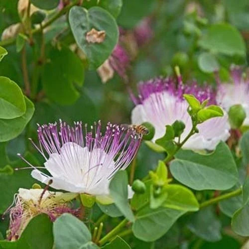 Heirloom Caper Bush Seeds - 5 Non-GMO Seeds - Mediterranean Flavor - Capparis spinosa - White Flowers - Garden Planting