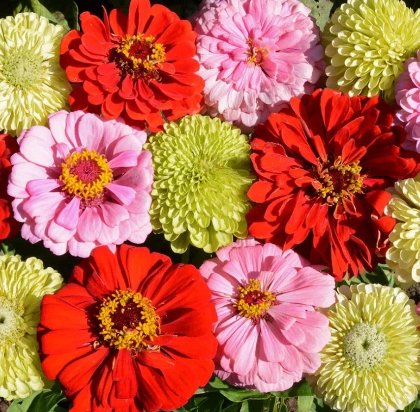 Zinnia Seeds - 100 Pack - Pink Lemonade Mix - Non-GMO - Attracts Songbirds & Butterflies - Zinnia elegans