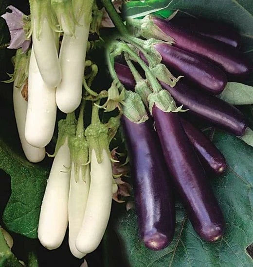 Eggplant Seeds 50 Pack - Asian Chinese Long Purple & White - Solanum melongena - Non-GMO, Soft & Tender Varieties