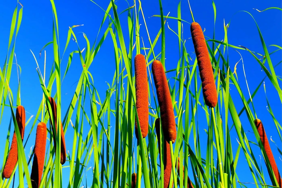 Cattail Seeds for Planting - 2,000+ Seeds - Aquatic Plant - Typha latifolia - Ideal for Ponds and Wetlands