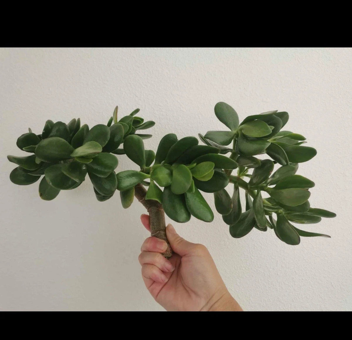 Thick Cutting Jade Plant Succulent 0.75-1 Inch Crassula ovata - Two Pieces, Glossy Green Leaves, Indoor Gardening